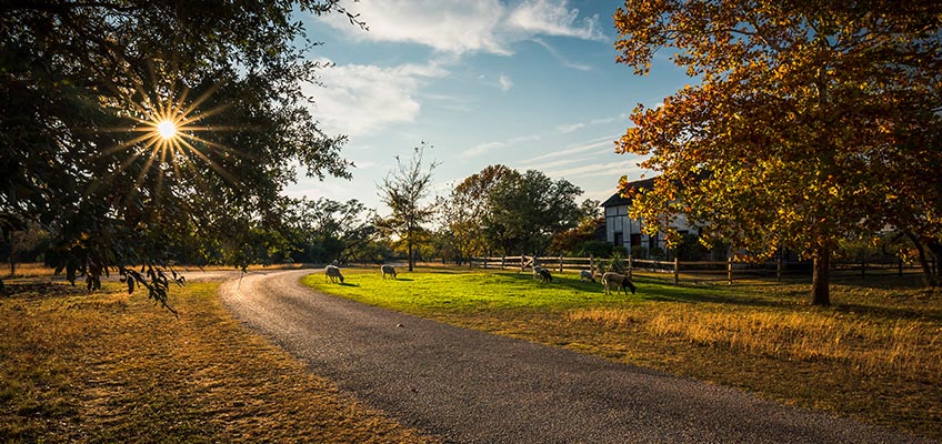 Scenic autumn road leading to a farmhouse with sheep grazing.